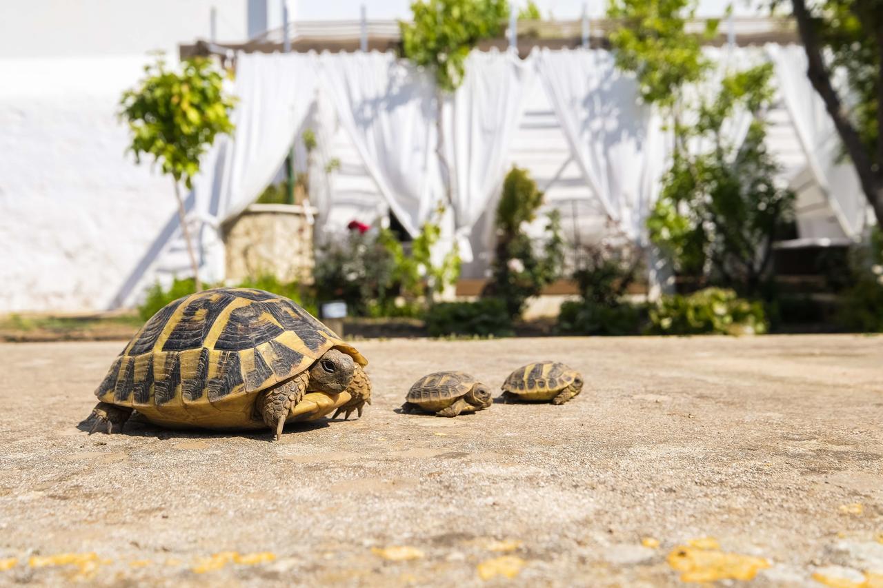 Hotel Abril 37 Ситадела Екстериор снимка